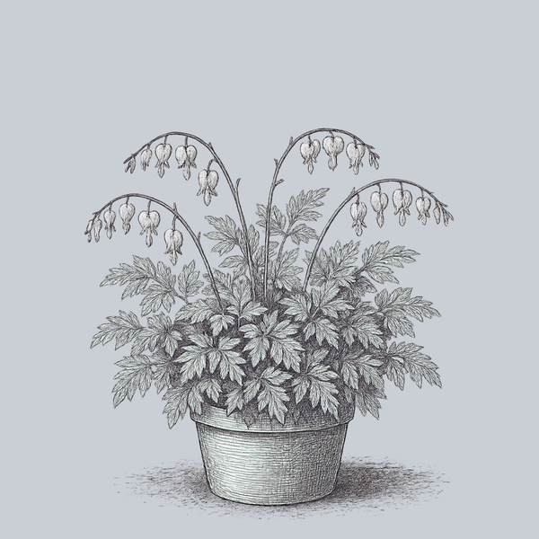 White Gold Bleeding Heart