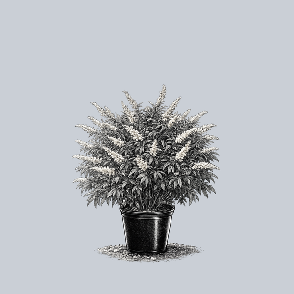 White Mischief Mexican Bush Sage