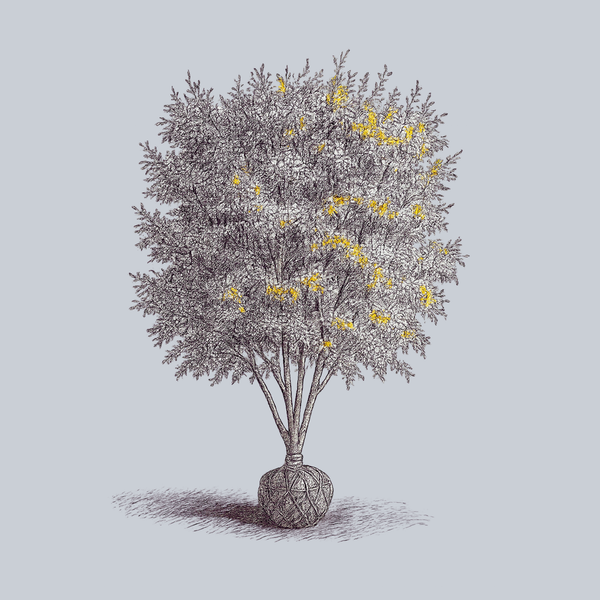 Whitespire Gray Birch