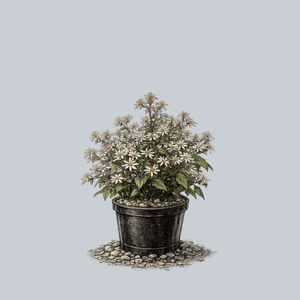 White Wood Aster