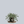 Load image into Gallery viewer, White Album Wintercreeper
