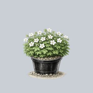White Bloody Cranesbill Geranium