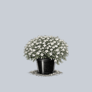 White Delight Creeping Phlox