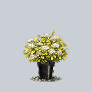 White Gold Spirea