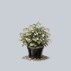White Hardy Begonia