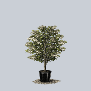 White Knight Japanese Snowbell