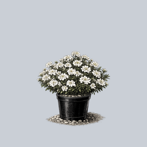 White Out Candytuft