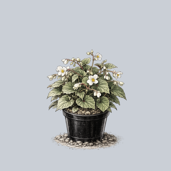 White Richmond Begonia