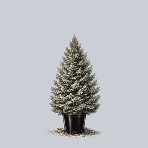 White Spruce