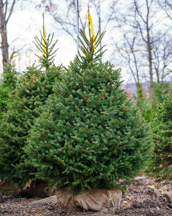 White Spruce - Spruce - Conifers