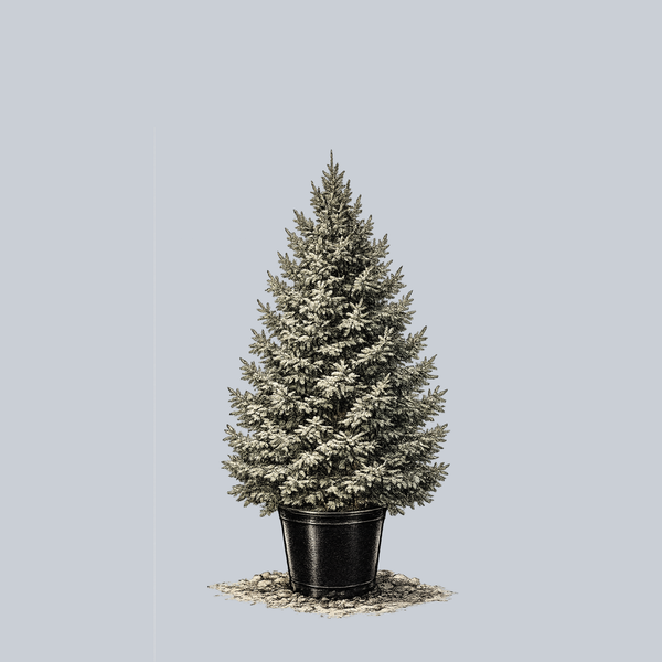 White Spruce