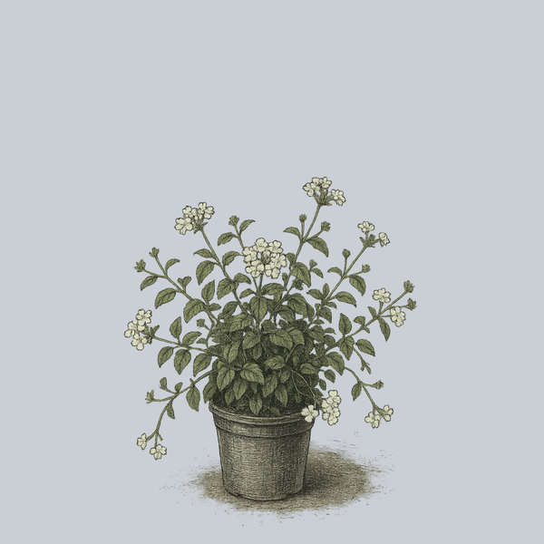 white trailing plants for pots White Trailing Lantana – Plant Detectives
