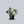 Load image into Gallery viewer, White Wizard Philodendron
