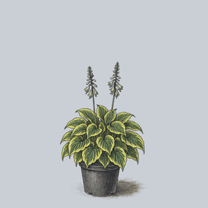 Wide Brim Hosta