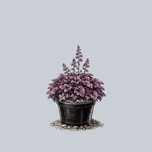 Wildberry Coral Bells