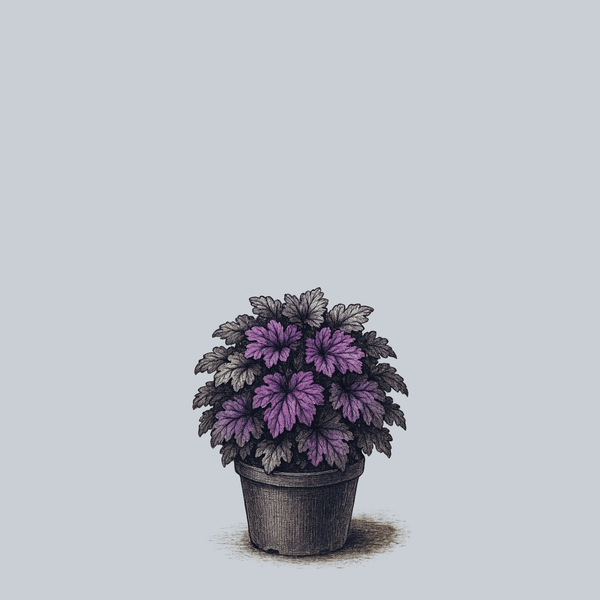 Wildberry Coral Bells