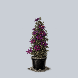 Wildfire Clematis