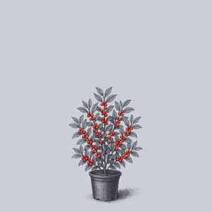 Wildfire Winterberry Holly