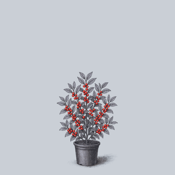 Wildfire Winterberry Holly