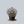 Load image into Gallery viewer, Wild Bergamot
