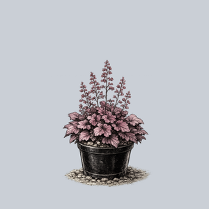 Wild Rose Coral Bells