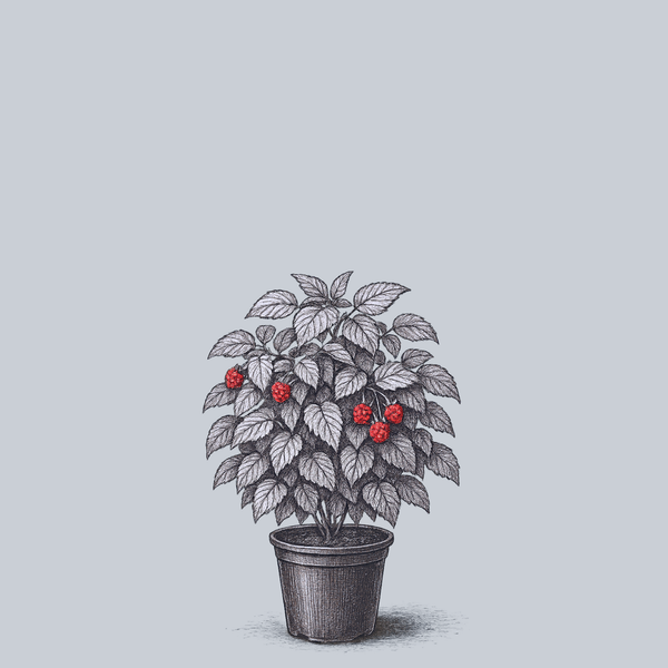 Willamette Raspberry