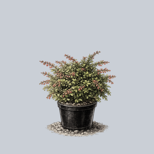 William Penn Barberry