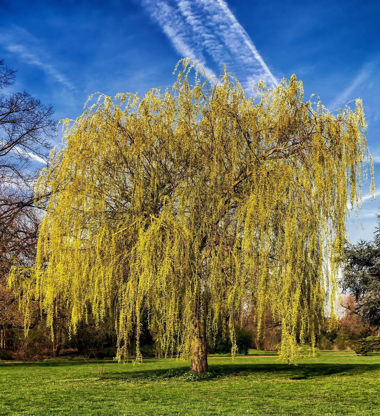The Willow Guide – Plant Detectives