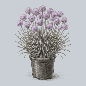 Windy City Ornamental Onion
