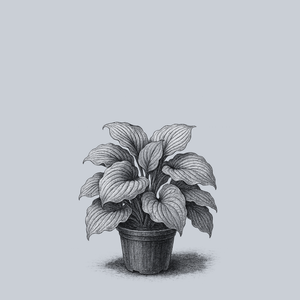 Wind Beneath My Wings Hosta