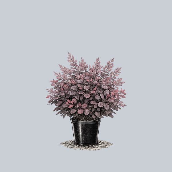 Winecraft Black Smokebush