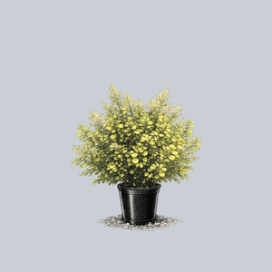 Winecraft Gold Smokebush