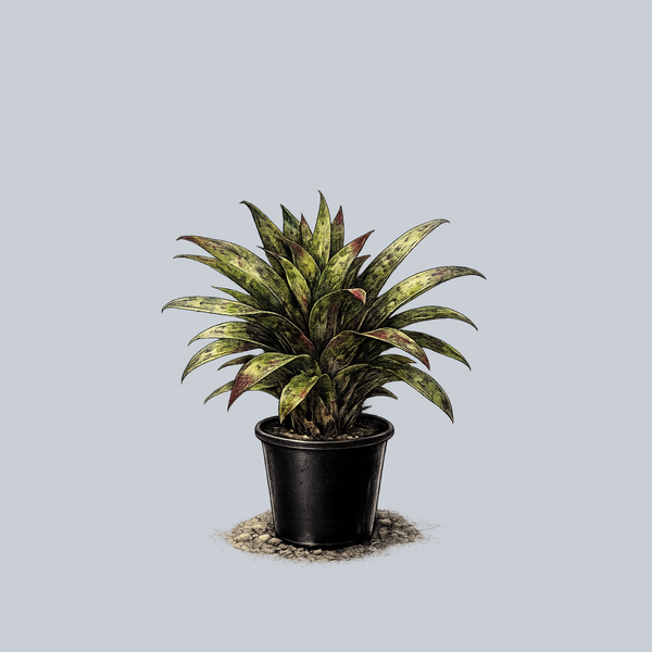 Wine and Gold Bromeliad