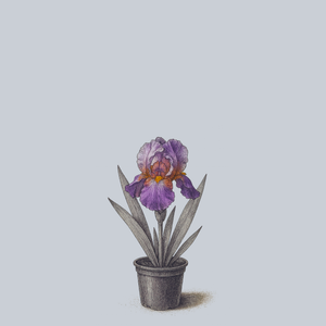 Wine Festival Bearded Iris