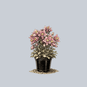 Winky Rose and Rose Columbine