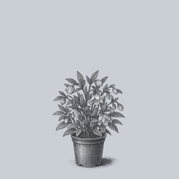 Winterbells Lenten Rose