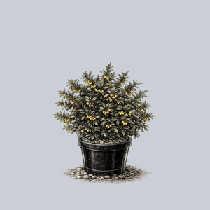 Wintergreen Barberry