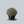 Load image into Gallery viewer, Wintergreen Boxwood
