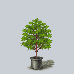 Winter Red Japanese Maple