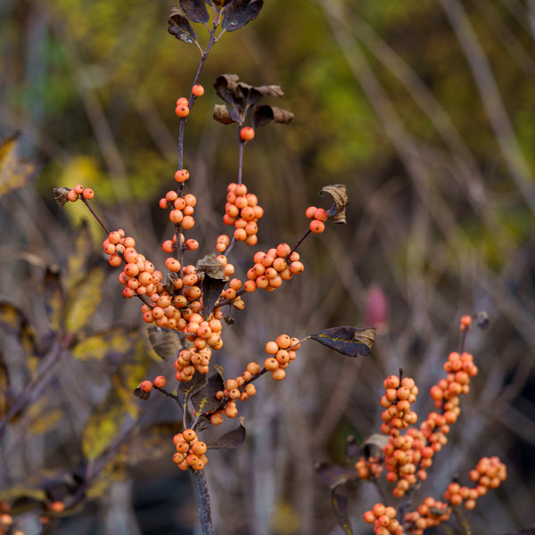 Winter Gold Winterberry Holly - Holly - Hollies