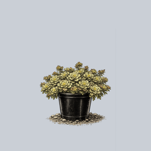 Winter Mahogany Stonecrop