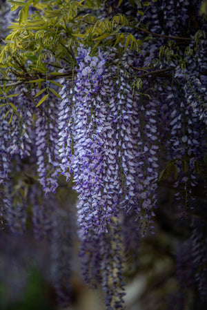 Wisteria Purple