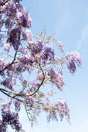 Wisteria Branches