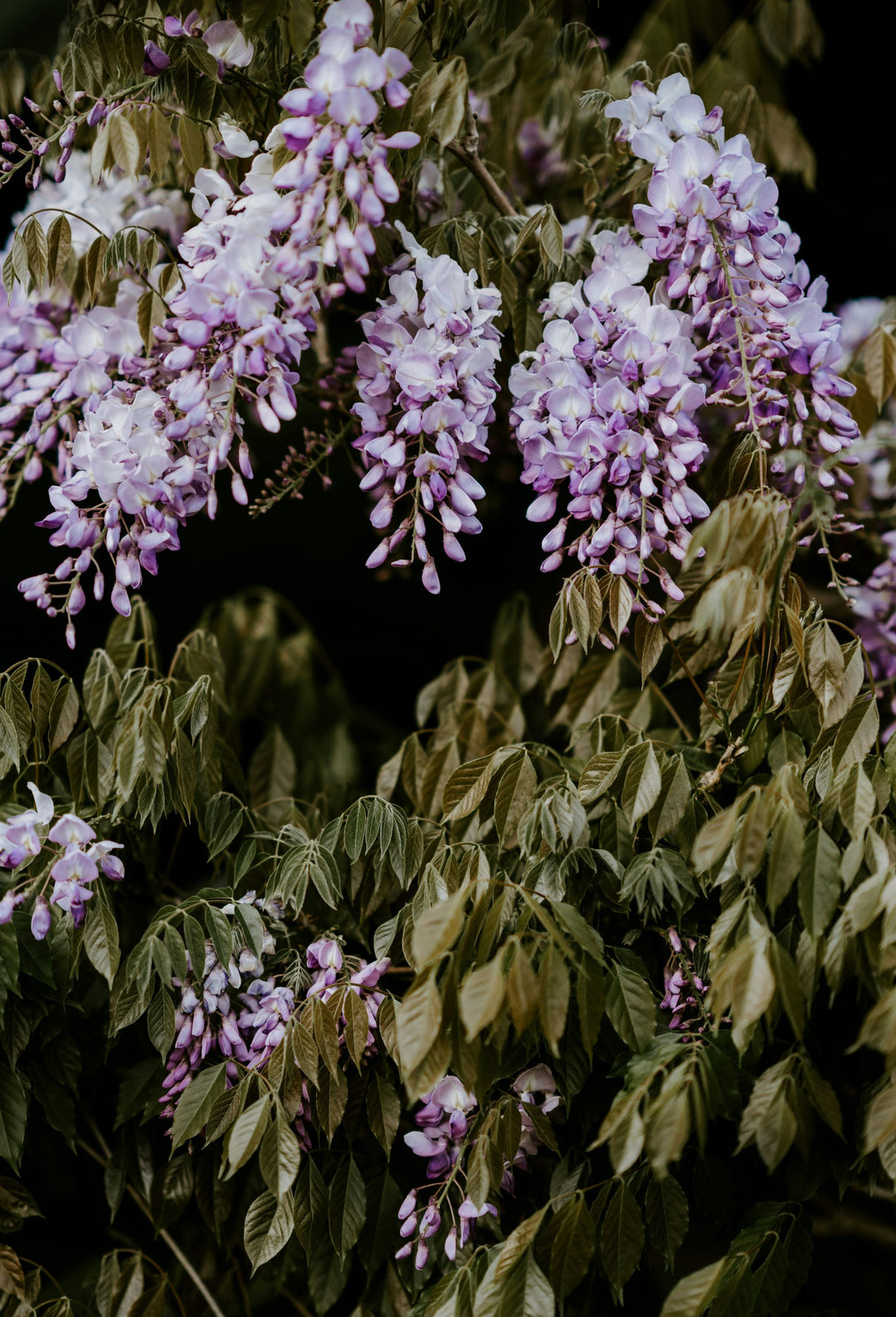 The Wisteria Guide – Plant Detectives