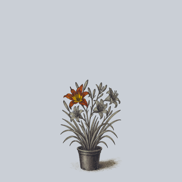 Witch's Hand Daylily