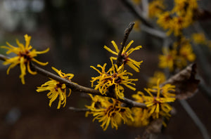 Yellow Witch Hazel