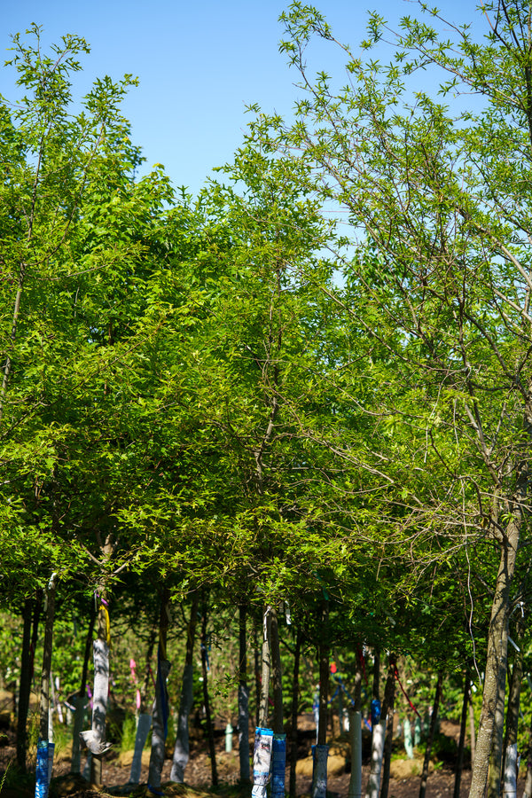 Willow Oak - Oak - Shade Trees