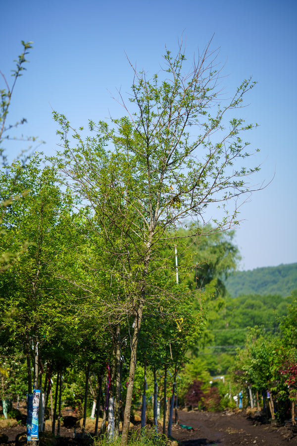 Willow Oak - Oak - Shade Trees