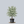 Load image into Gallery viewer, Wolf Eyes Kousa Dogwood
