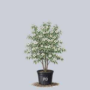 Wolf Eyes Kousa Dogwood